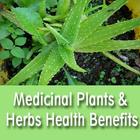 Medicinal Plants & Herbs Health Benefits and Uses アイコン