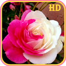 Imagenes de Flores y Rosas APK
