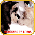 Imagenes de Lobos أيقونة