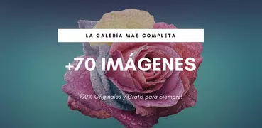 Rosas de Colores para Enamorar