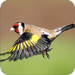 ”Birdsong Goldfinch New