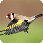 Birdsong Goldfinch New biểu tượng