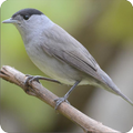Canto De Pajaro New