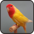 Chirping of Lovebird New Hd