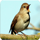 Chirping Bird Nightingale New icon