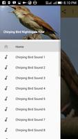 Chirping Bird Nightingale New постер