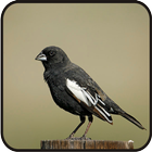 Chirps Lark Bunting Bird New icon