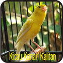 Kicau Kenari Kalitan APK