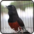 Kicau Murai Batu Nias Juara