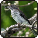 Kicau Master Burung Siri-Siri APK