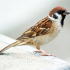 Kicau Burung Gereja Tarung Komplit Hd アイコン