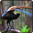 Kicau Burung Lyrebird Terbaru icône