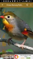 Kicau Burung Robin Terbaru capture d'écran 1