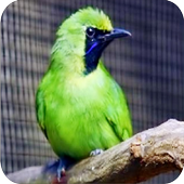 Kicau Cucak Ijo Mini Ngentrok For Android Apk Download