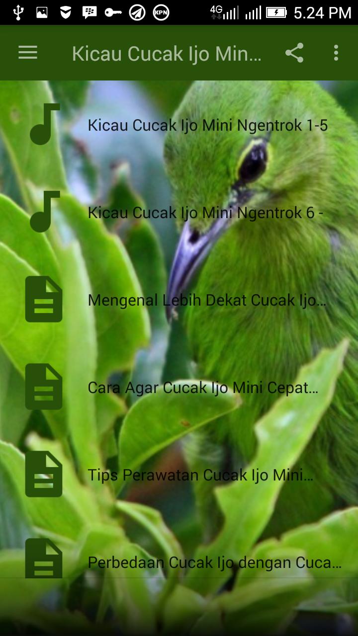 Kumpulan Gambar Burung Cucak Ijo Mini Kumpulan Gambar Burung Cucak Ijo Mini