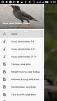 Kicau Jalak Kerbau Terbaru โปสเตอร์