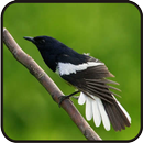 Kicau-Kicau Kacer Poci Juara Nasional APK