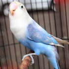 ikon Kicau Lovebird Paud Juara