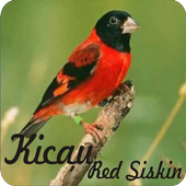 Kicau Red Siskin Terbaru For Android Apk Download