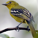 Kicau Sirtu Cipoh Terbaru Hd