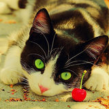Cat Wallpapers: Cats, Cats Pictures, Cat Images آئیکن