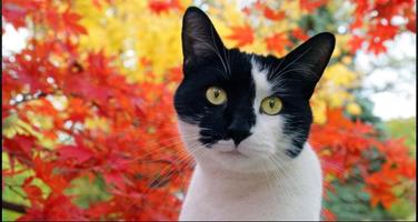 Cat Wallpapers: Cats, Cats Pictures, Cat Images capture d'écran 2