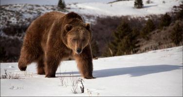 Bear Wallpapers: Bear Images, Free Bear Pictures постер