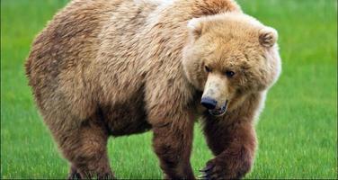 Bear Wallpapers: Bear Images, Free Bear Pictures скриншот 2