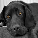 Dog Pictures: Dog Images, Dog Wallpaper, Dog Theme aplikacja