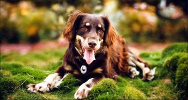 Dog Pictures: Dog Images, Dog Wallpaper, Dog Theme স্ক্রিনশট 1