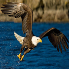 Eagle Wallpapers: Eagle images, Eagle Pictures ikona