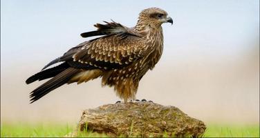 Eagle Wallpapers: Eagle images, Eagle Pictures الملصق