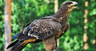 Eagle Wallpapers: Eagle images, Eagle Pictures اسکرین شاٹ 1