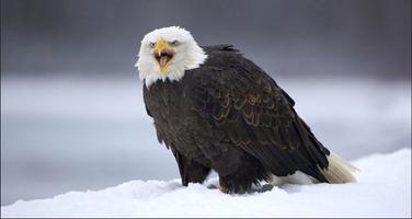 Eagle Wallpapers: Eagle images, Eagle Pictures screenshot 2