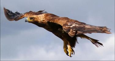 Eagle Wallpapers: Eagle images, Eagle Pictures capture d'écran 3