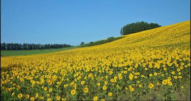 Field Wallpapers: Field Images, Nature Pictures capture d'écran 3