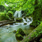 Best Forest Images: Free Forest Backgrounds icône