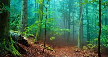 Best Forest Images: Free Forest Backgrounds پوسٹر