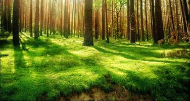 Best Forest Images: Free Forest Backgrounds ภาพหน้าจอ 1