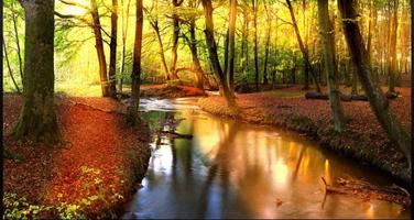 Best Forest Images: Free Forest Backgrounds ภาพหน้าจอ 2