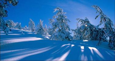 Nice Winter Pictures: Nature Themes, Winter images 截圖 3