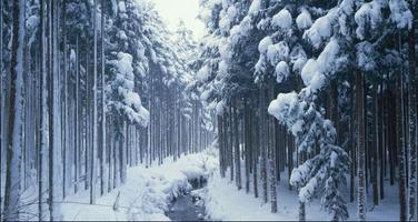 Nice Winter Pictures: Nature Themes, Winter images 截圖 2