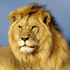 Lion Wallpapers: Free Lion Pics, Lion Backgrounds 圖標