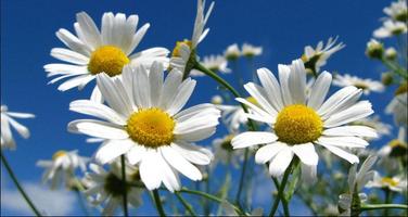 Flower Wallpapers: Nice Flower, Nature Backgrounds Affiche