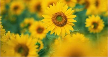 Flower Wallpapers: Nice Flower, Nature Backgrounds syot layar 3