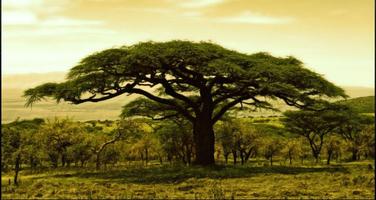 Tree Pictures: Stunning Tree, Natural Tree, Tree capture d'écran 1