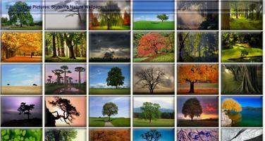 Tree Pictures: Stunning Tree, Natural Tree, Tree ภาพหน้าจอ 2