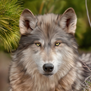 Wolf Wallpapers: Wolf Images, Wolf Pictures aplikacja