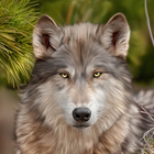Wolf Wallpapers: Wolf Images, Wolf Pictures-icoon