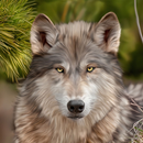 Wolf Wallpapers: Wolf Images, Wolf Pictures APK